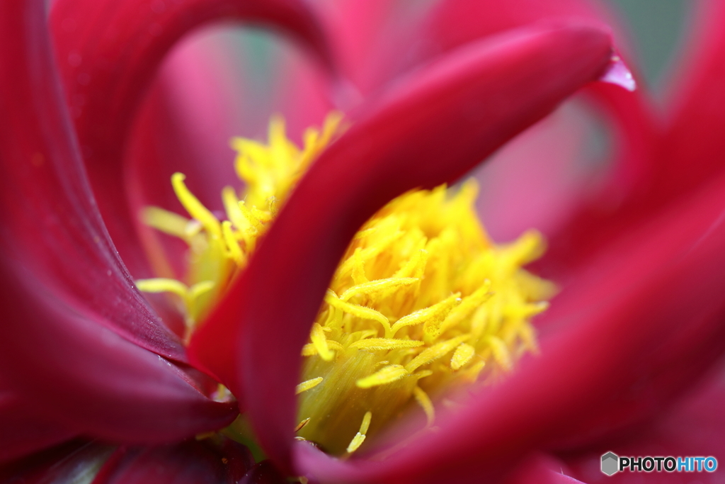 園の花