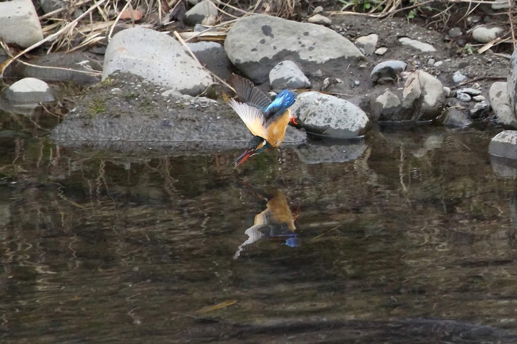 野鳥（突撃）