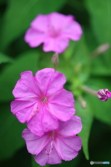 街の花