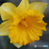 街の花