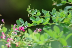 街の花