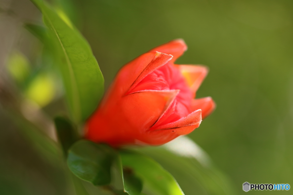 街の花