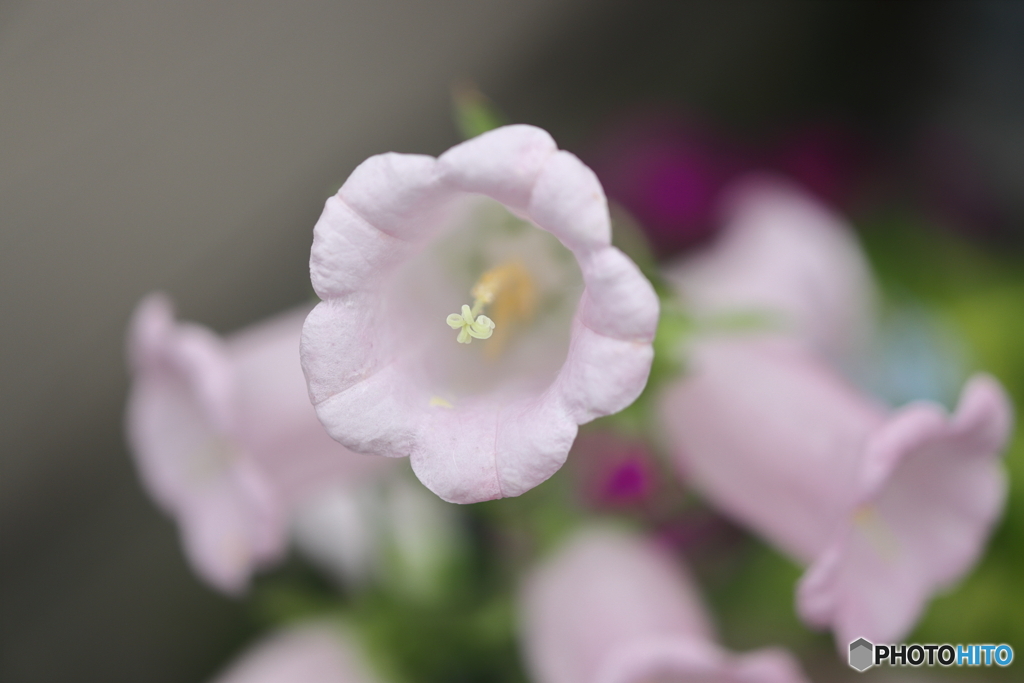 街の花