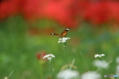 街の花