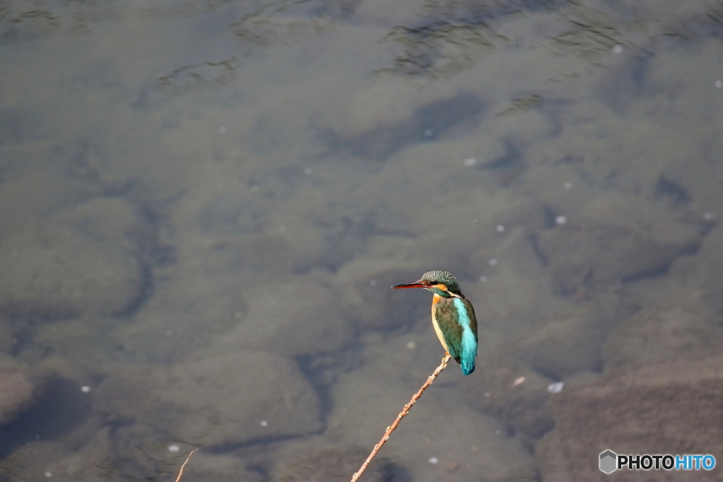 カワセミ