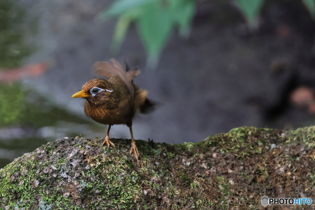 野鳥