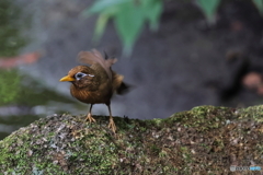 野鳥