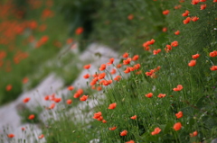 街の花