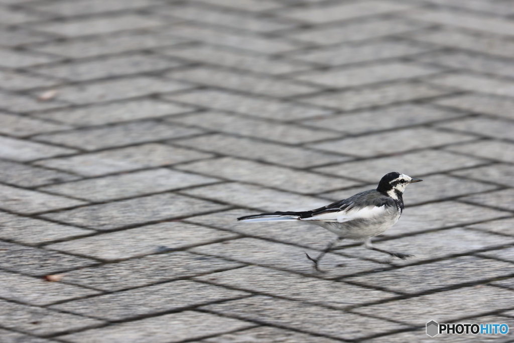 野鳥