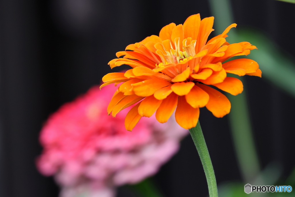 街の花