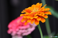 街の花
