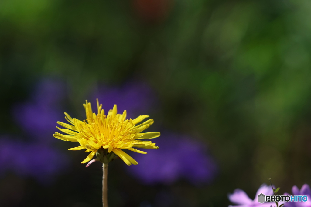 街の花