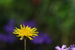 街の花