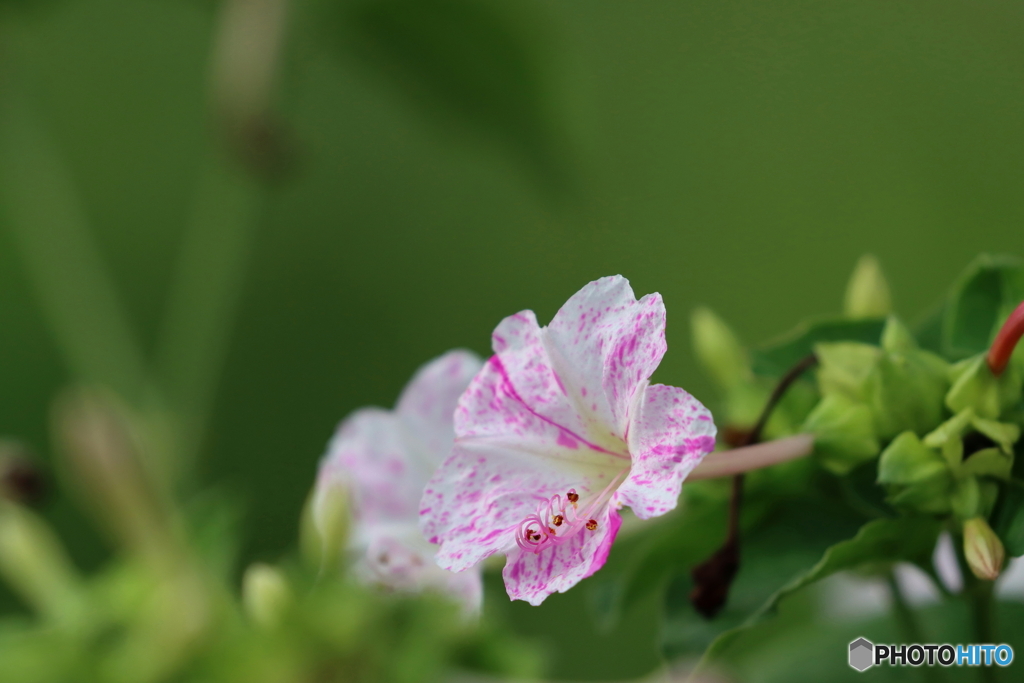 街の花