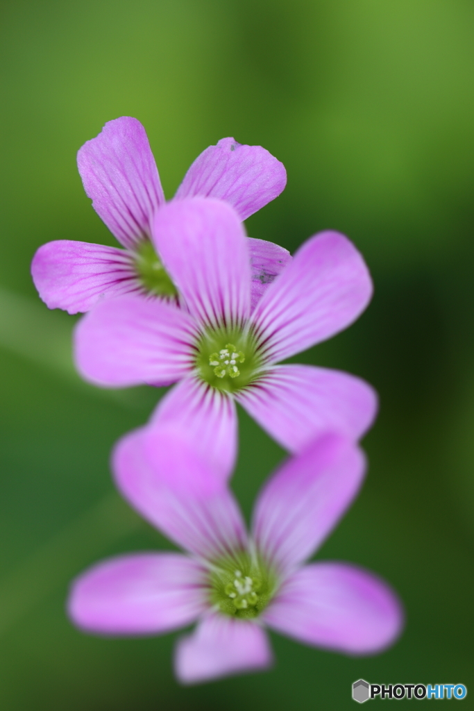 街の花