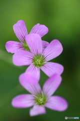 街の花