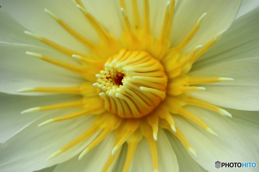 園の花