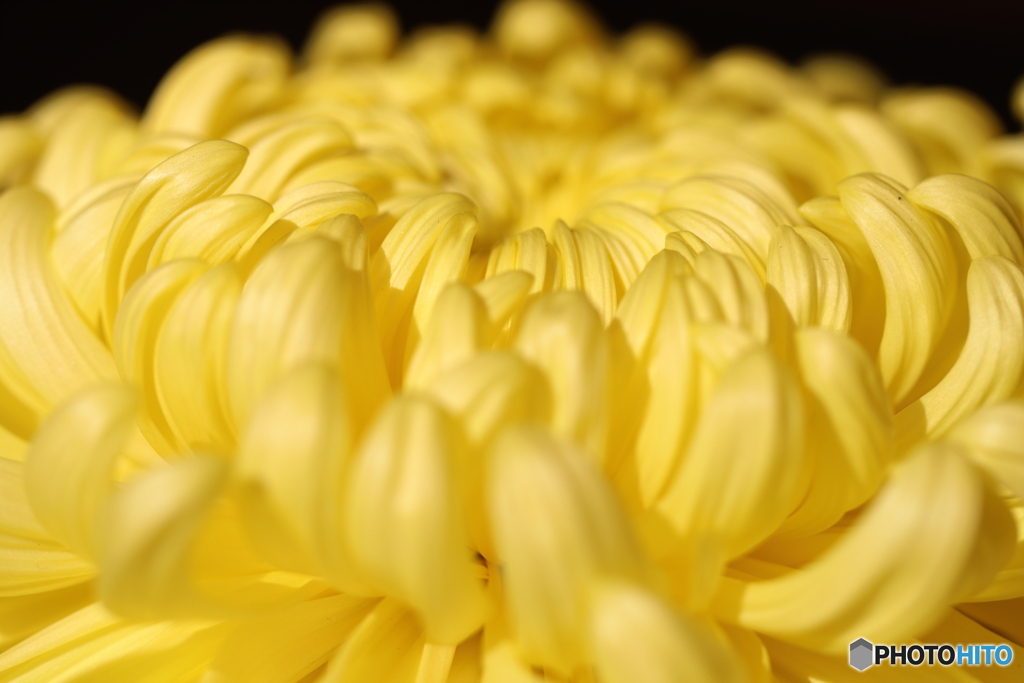 菊の花