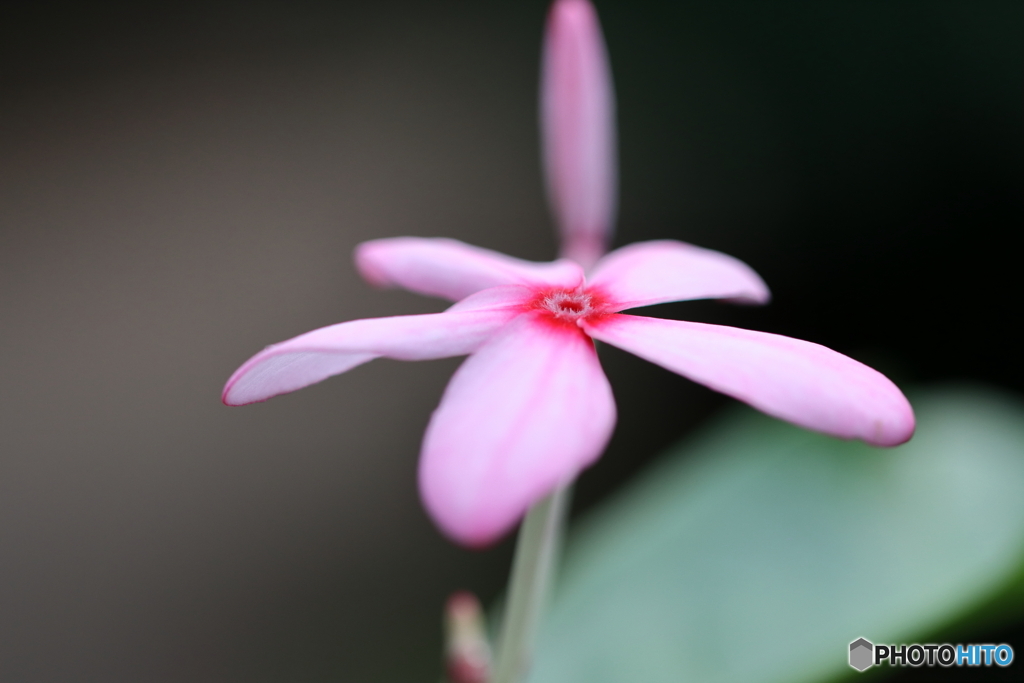 園の花