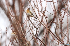 野鳥