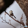 野鳥