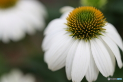 街の花