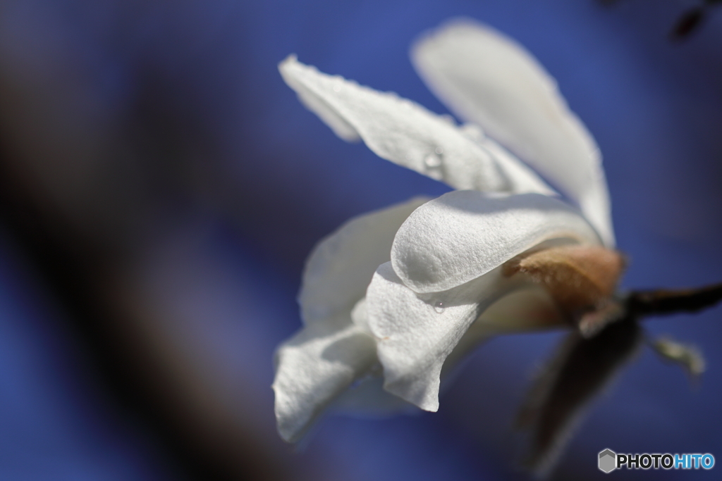 街の花