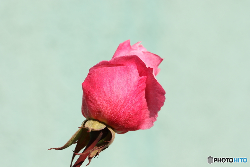 街の花