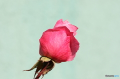 街の花