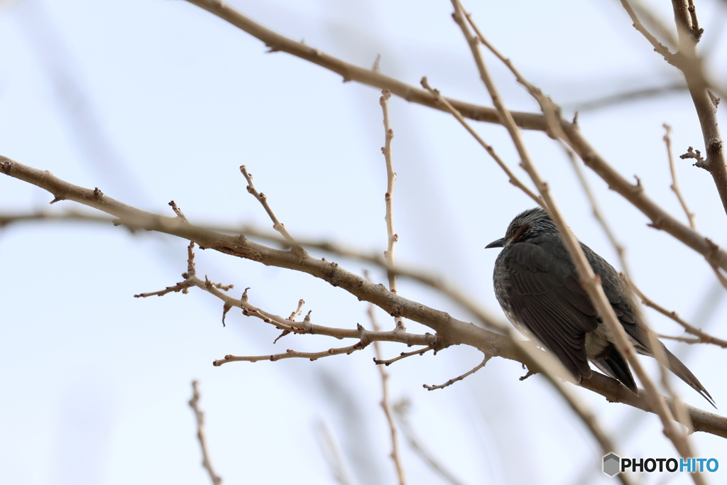 野鳥