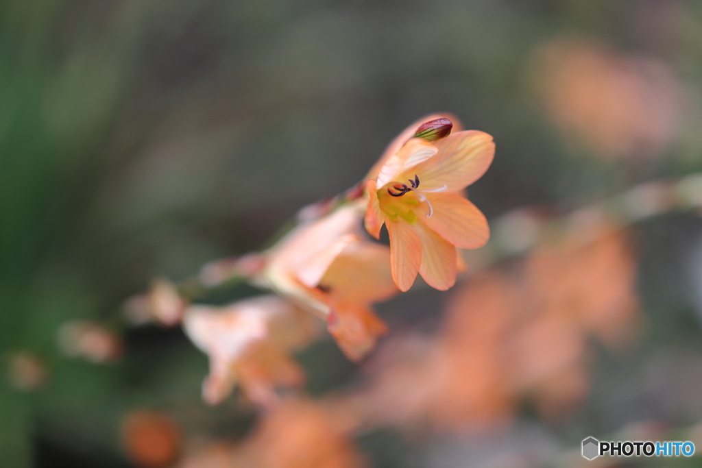 街の花