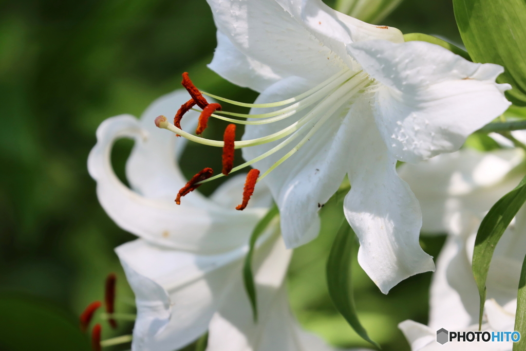 街の花