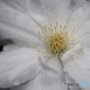 街の花