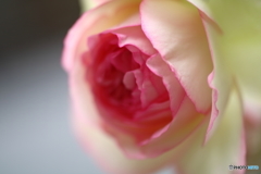 街の花