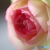 街の花