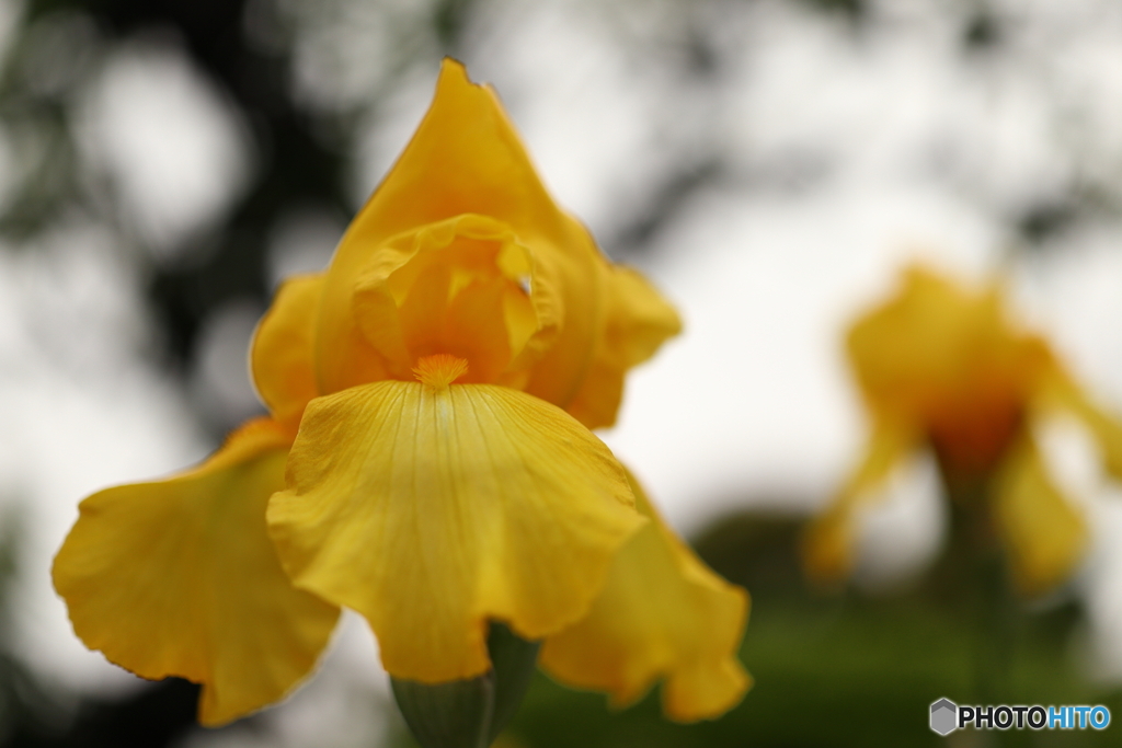 街の花