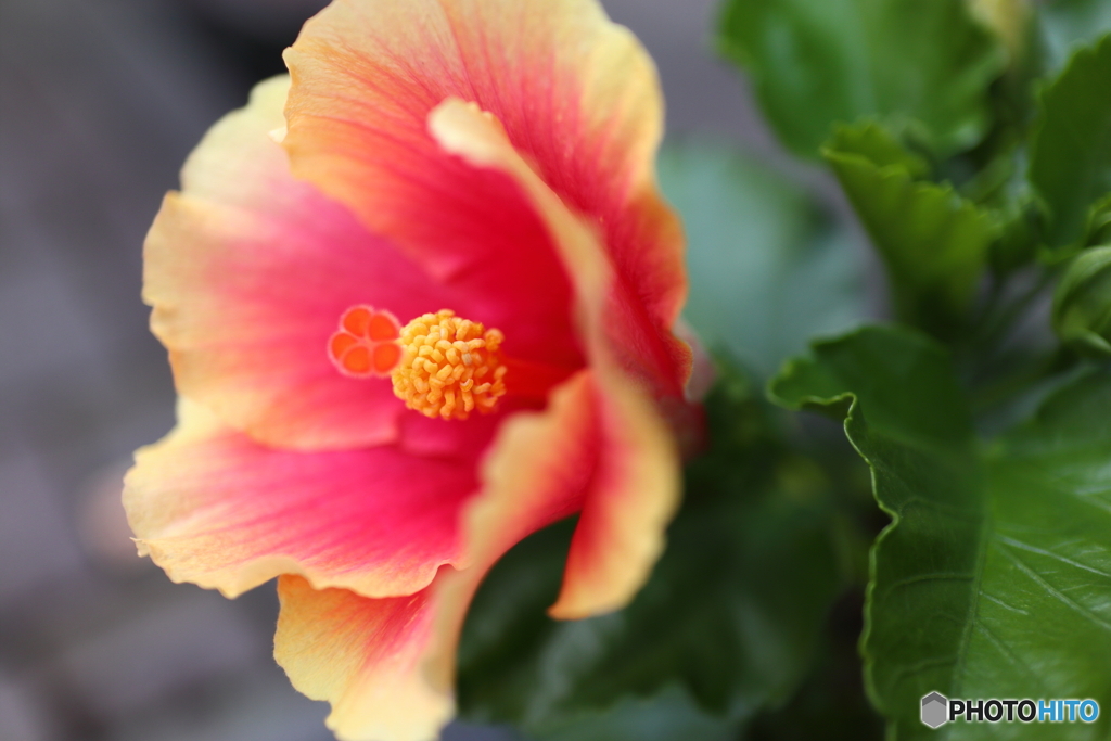 街の花