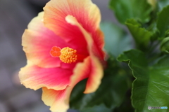 街の花