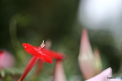 街の花