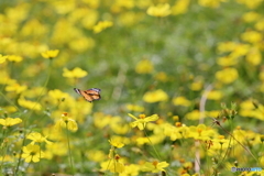 昆虫シリーズ