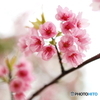 街の花