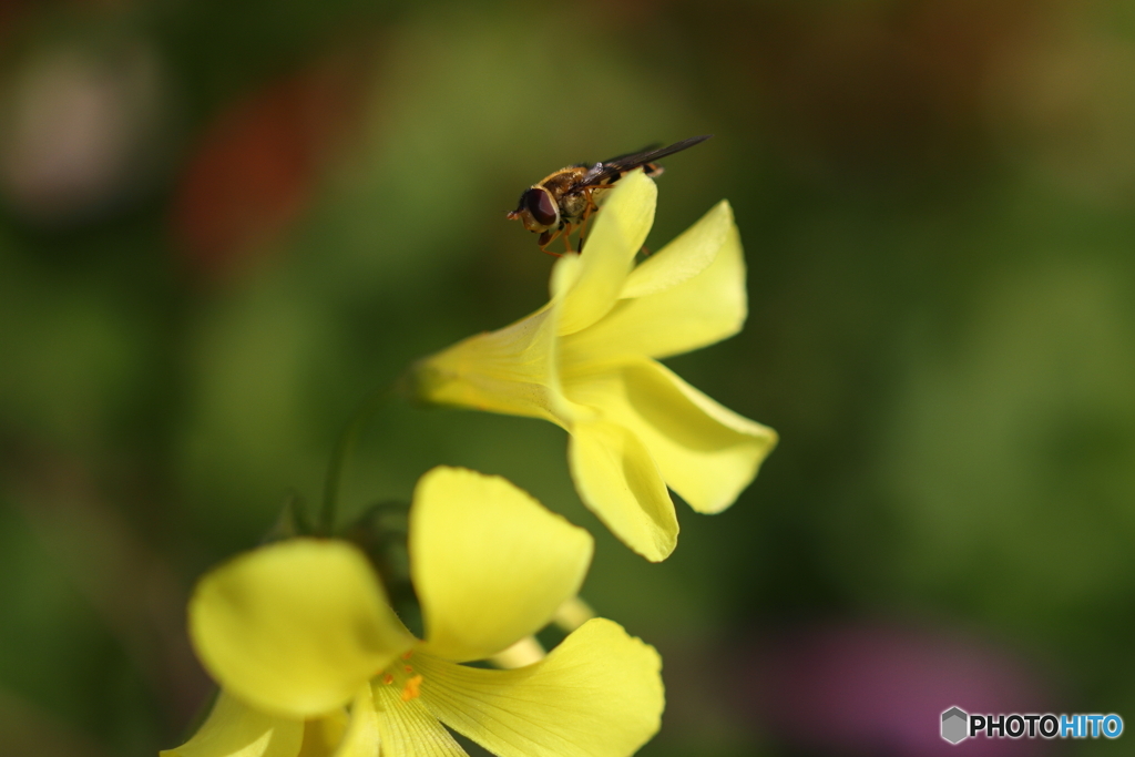 街の花