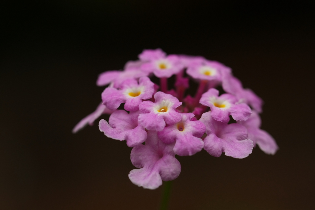 街の花