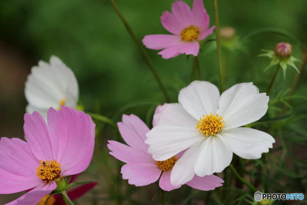 街の花