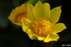 街の花