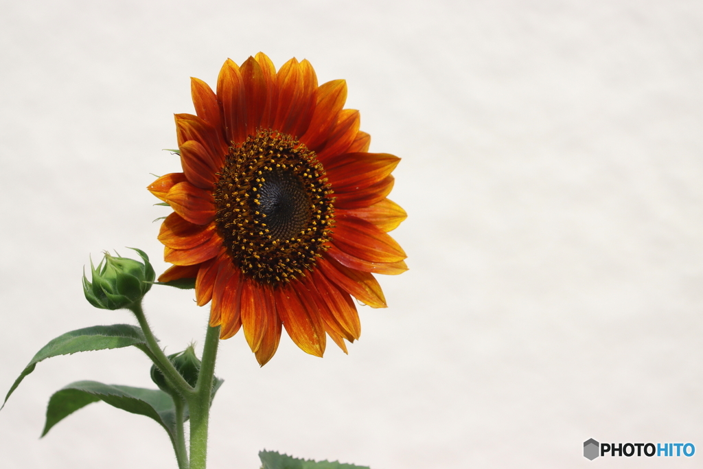 街の花