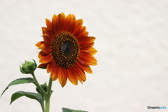 街の花