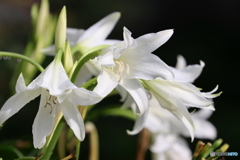 街の花