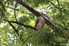 野鳥