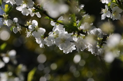 神社の花